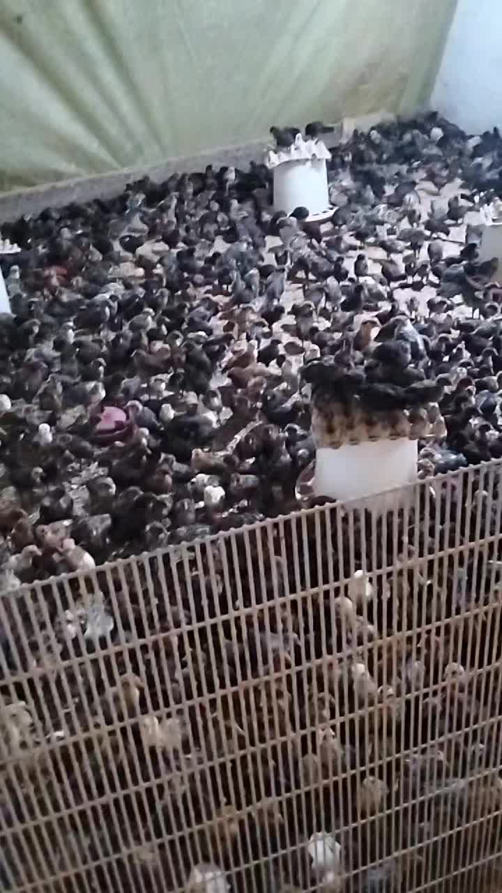 @فيومي ذهبي صفاقس