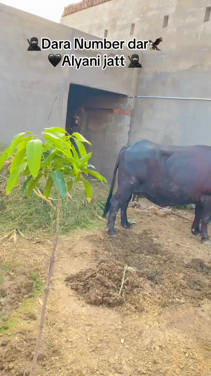 @نمبردار پرنس چک قائم