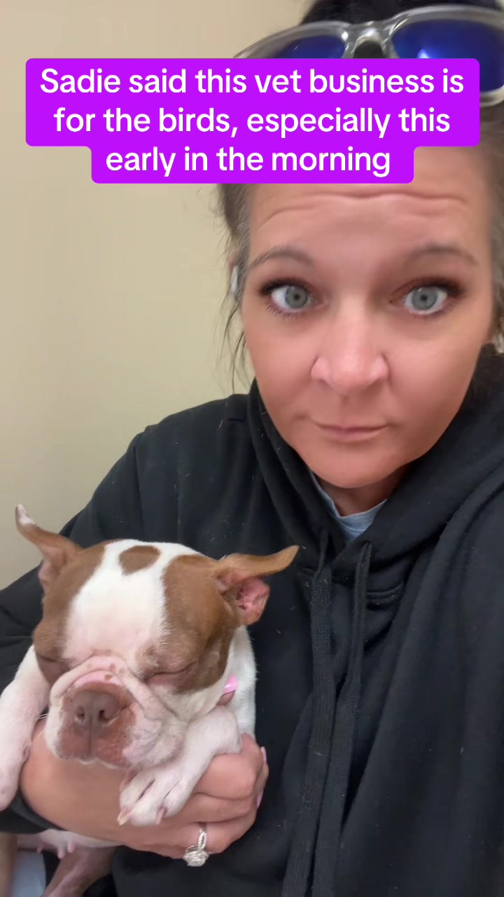 @SE Boston Terriers