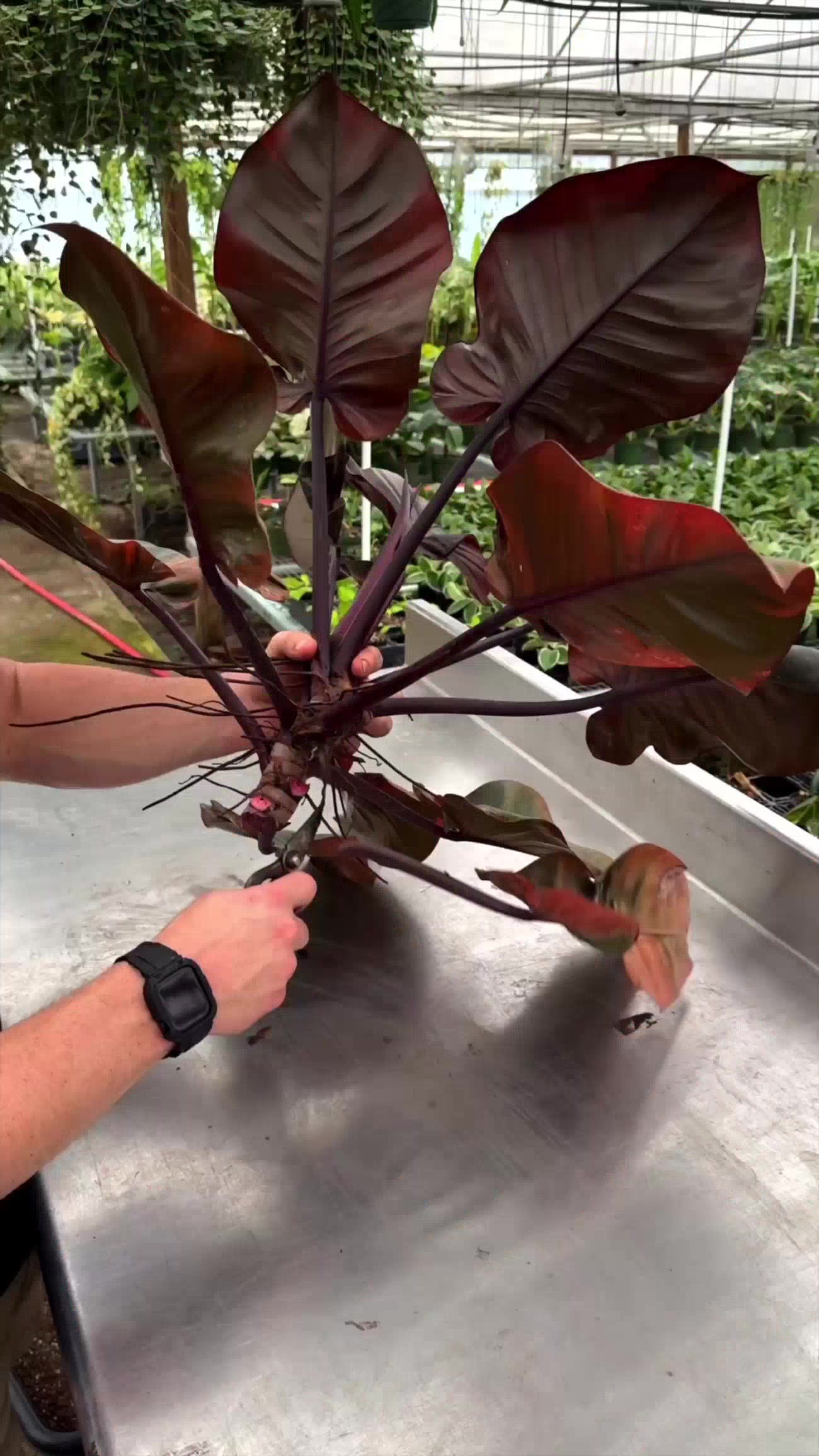@BWH Plant Co