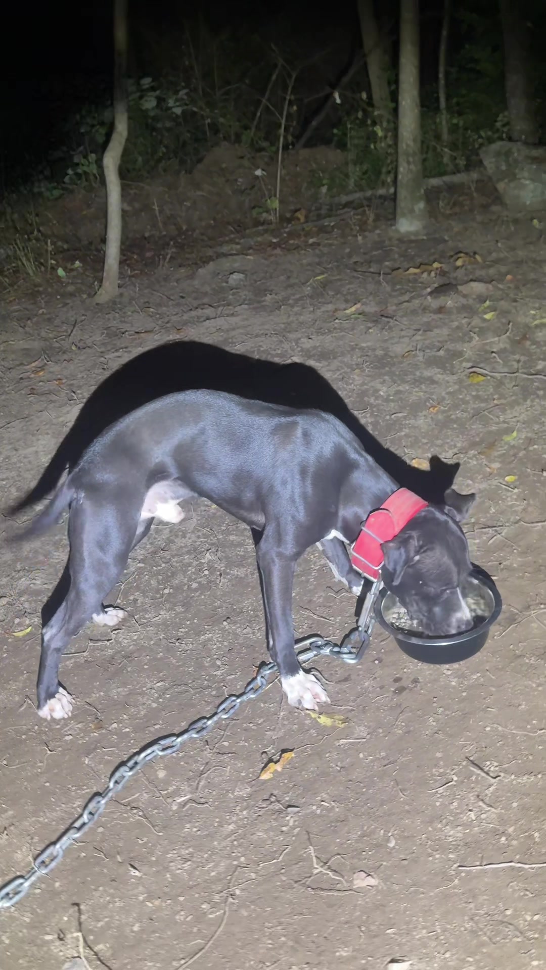 @ConcreteJungle_apbt