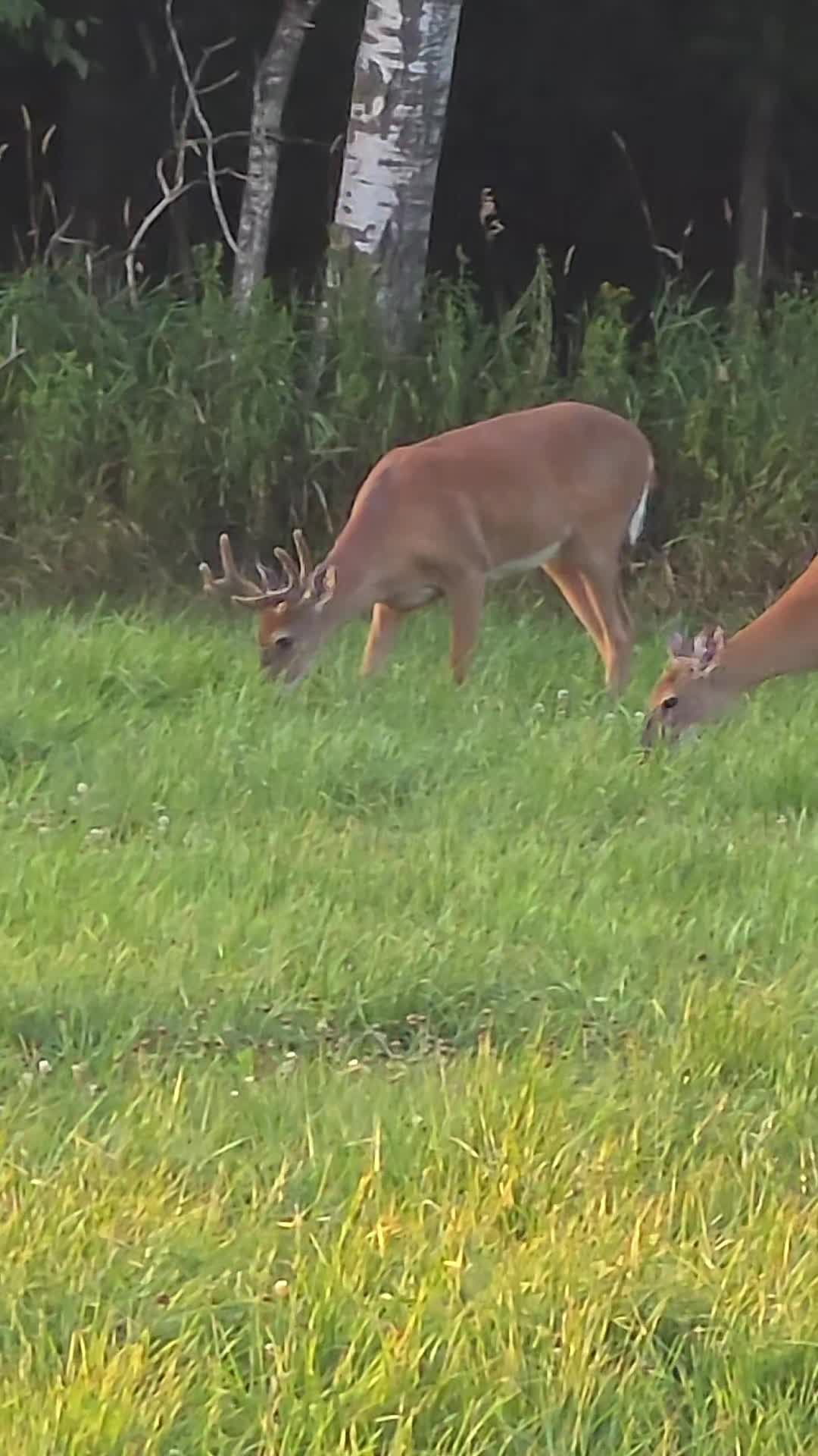 @Wisconsin Trapper