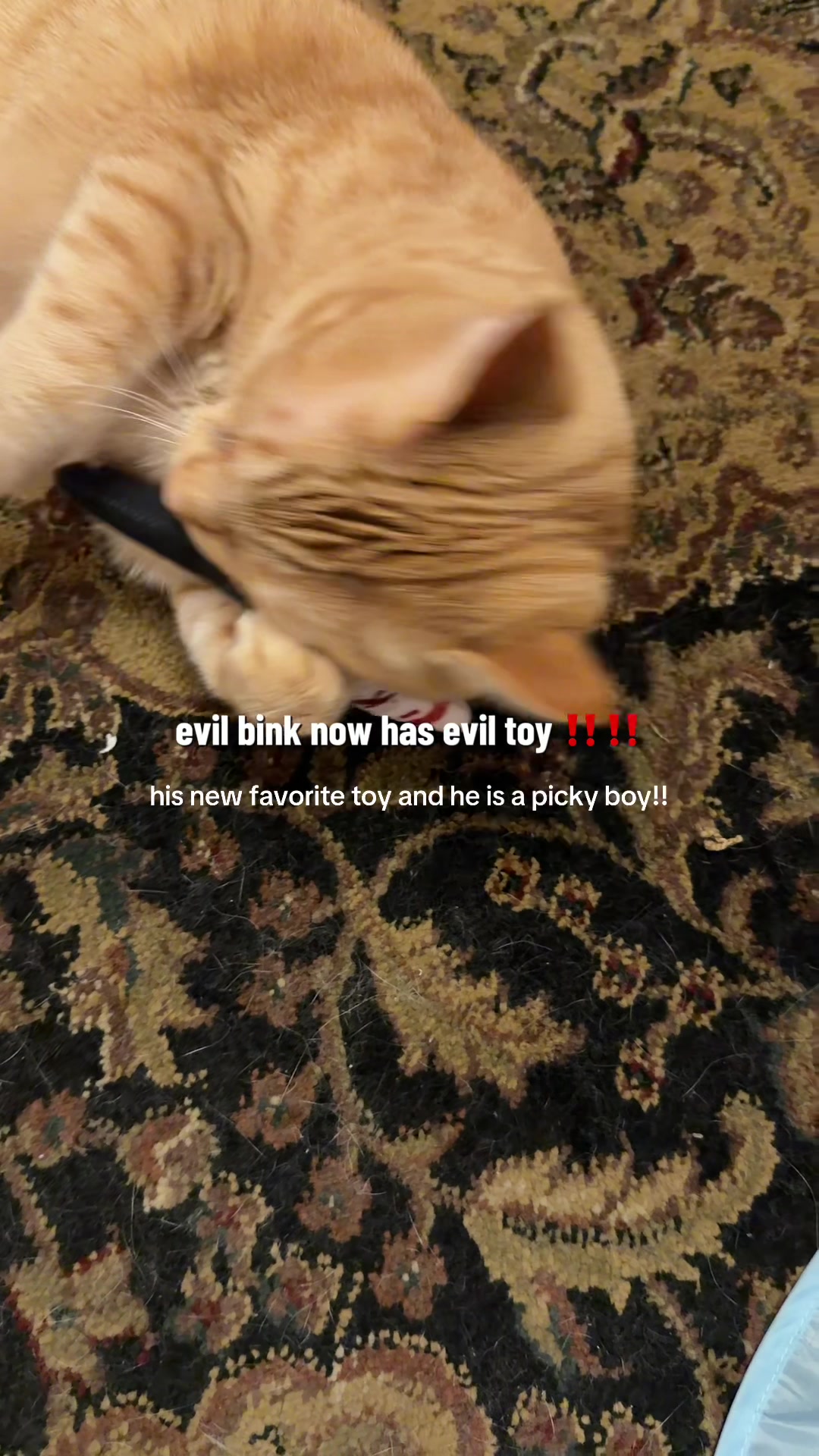 @bink the big orange cat