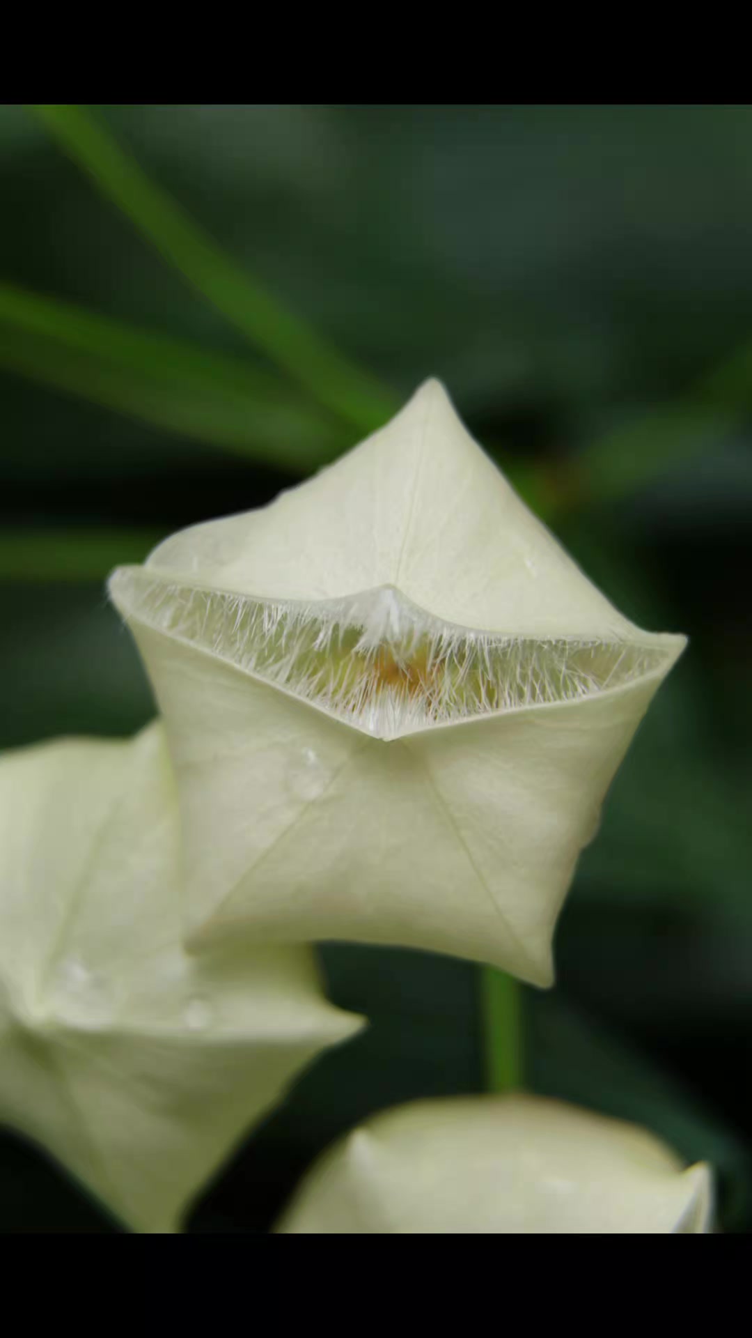 @Raregardenblooms