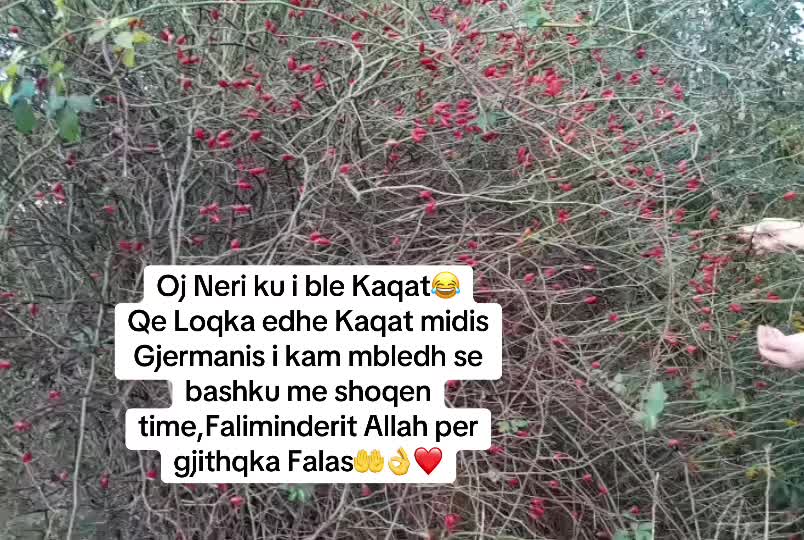 @🥰🥰🥰 Kuzhina e Nerit🥰🥰🥰