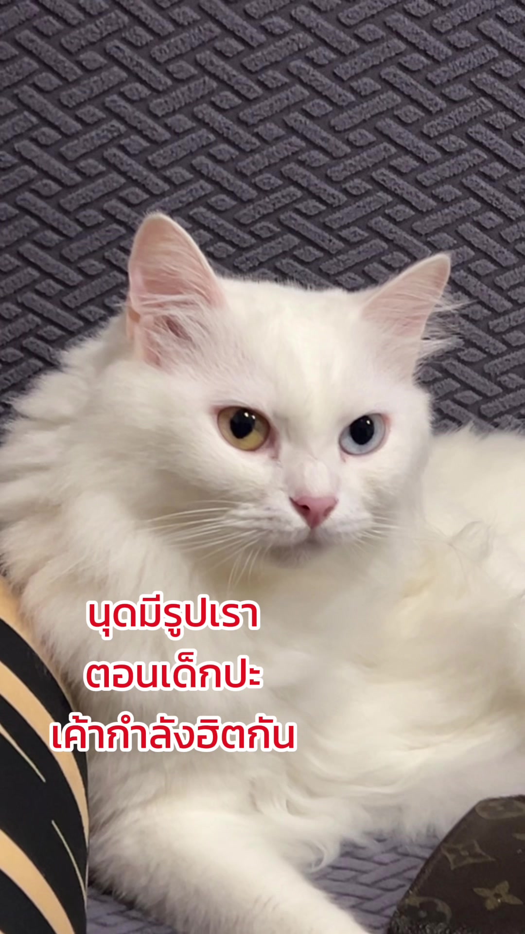 @nokkywangiiooii