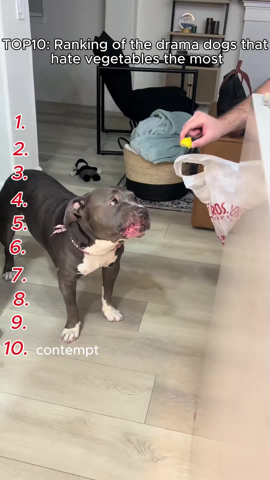 @Cute Pets TV