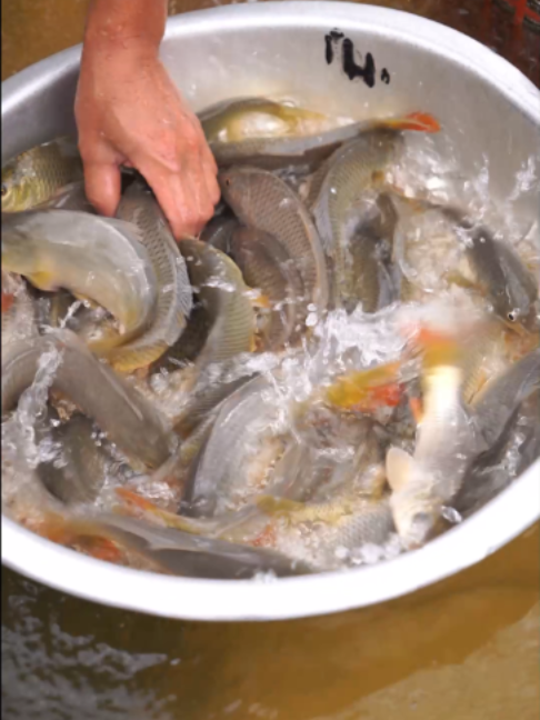 @Trại Cá Giống Quang Lâm
