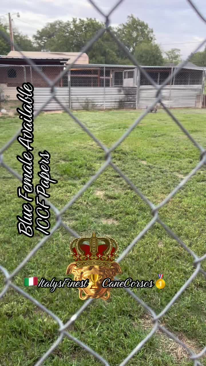 @🇮🇹ItalysFinest🏆CaneCorsos🦍