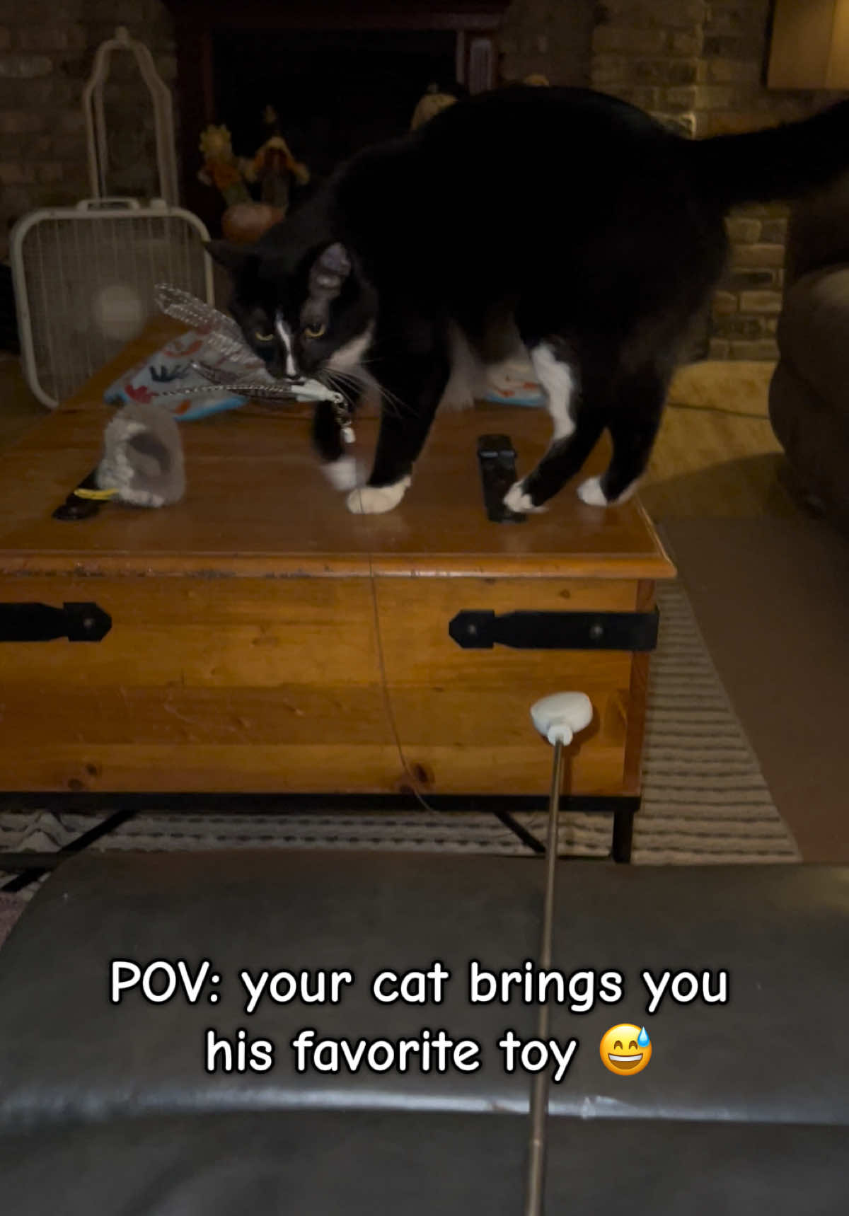 @presleythetuxie