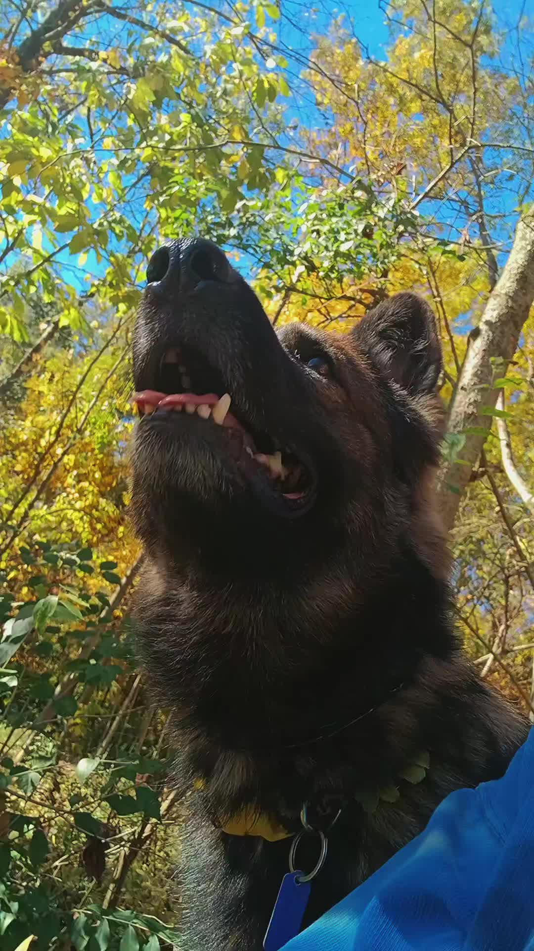 @crazy_dog_person