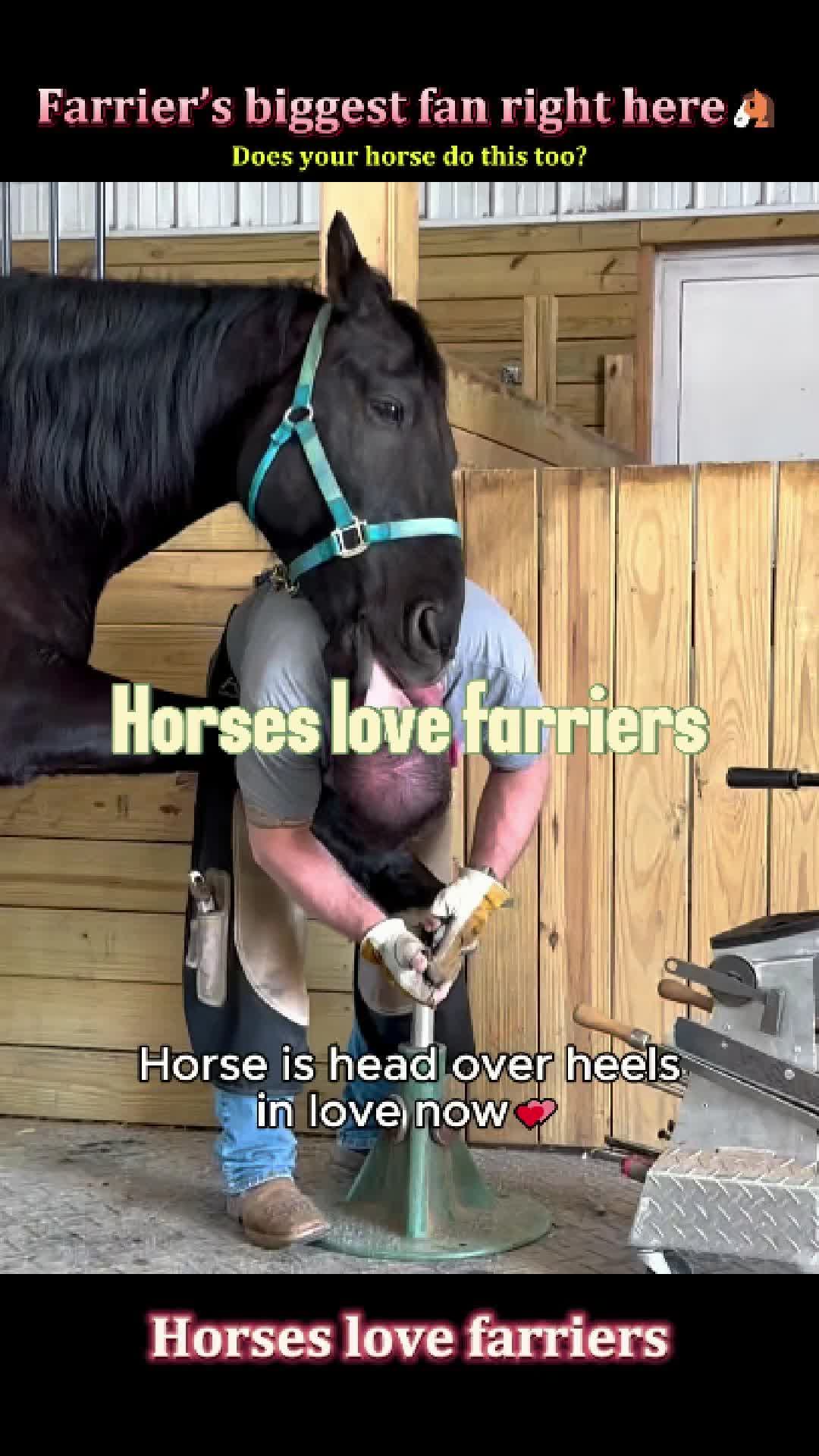 @Pet.humor5.USA