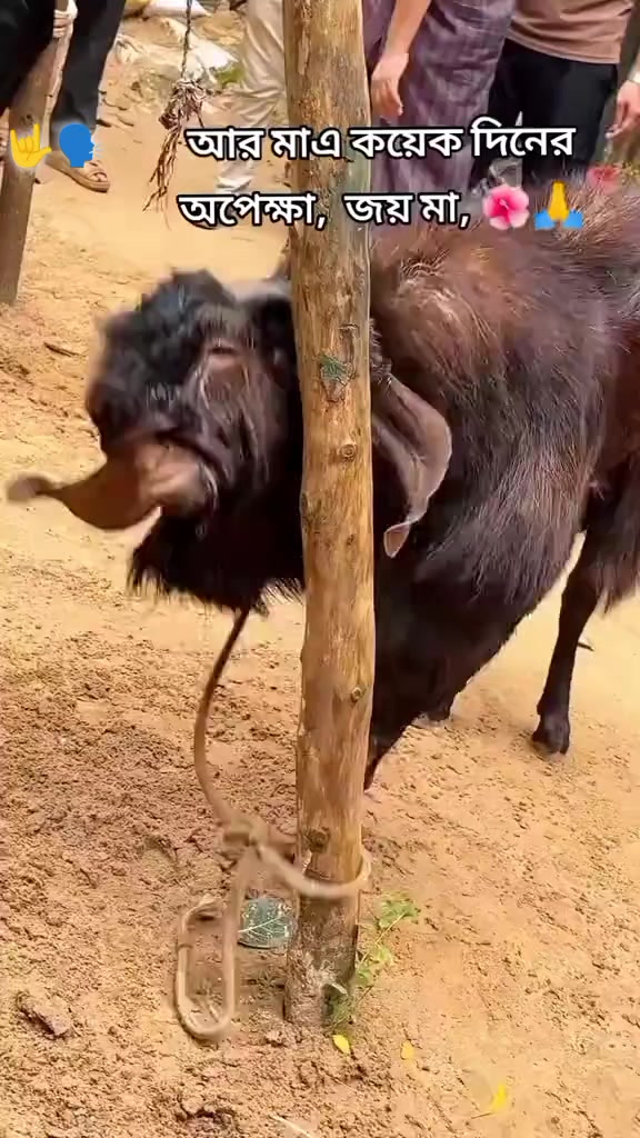@❤️🩹😅Sourav Das❤️🩹😅