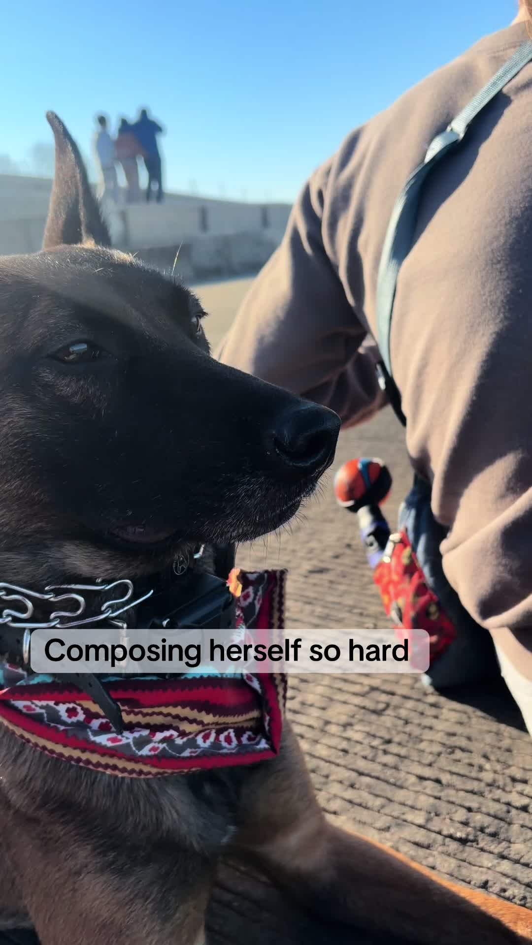 @dogstrainjen