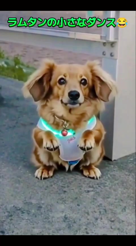 @ラムパパ