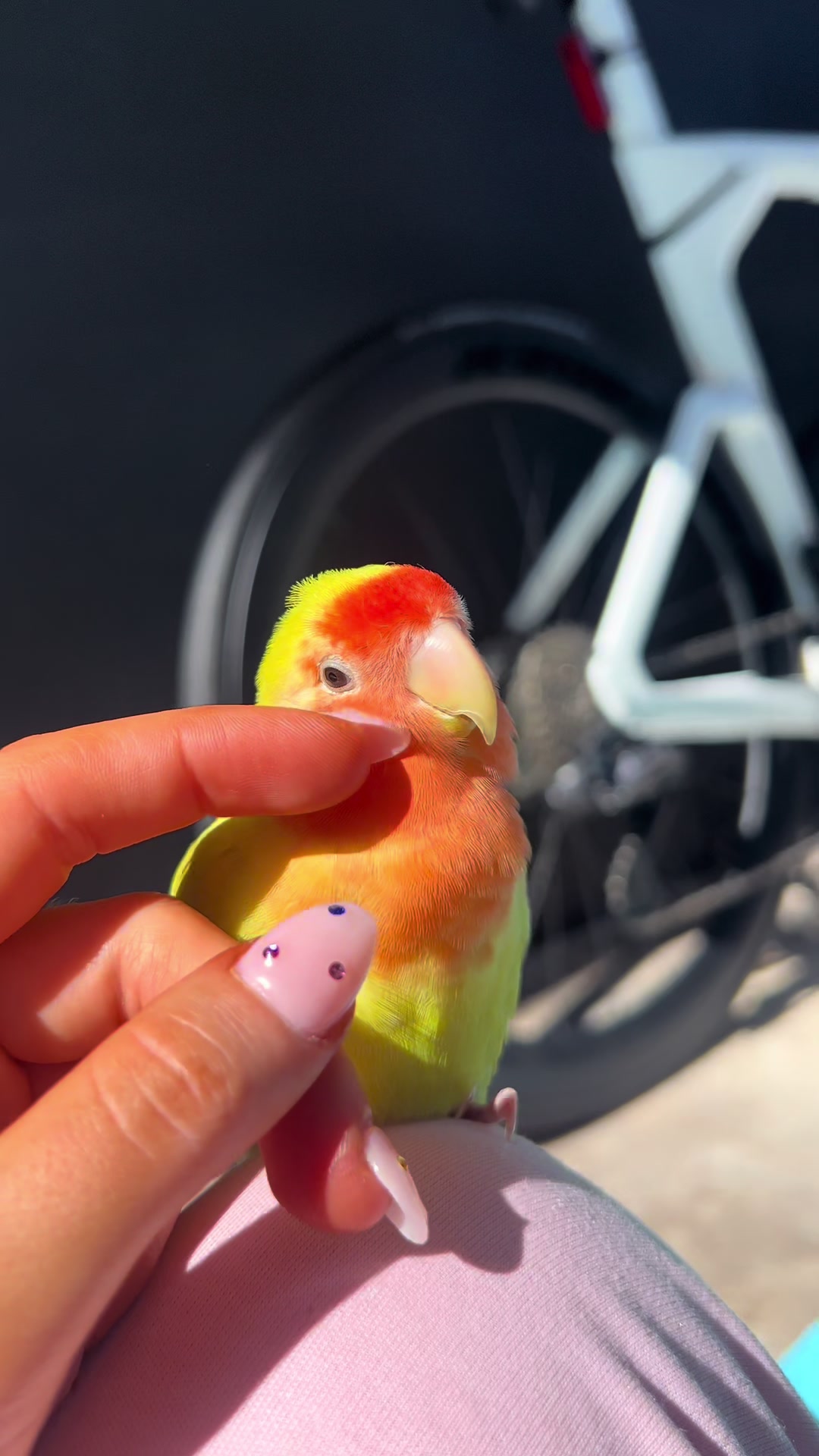 @JARVIS 🐥 the lovebird