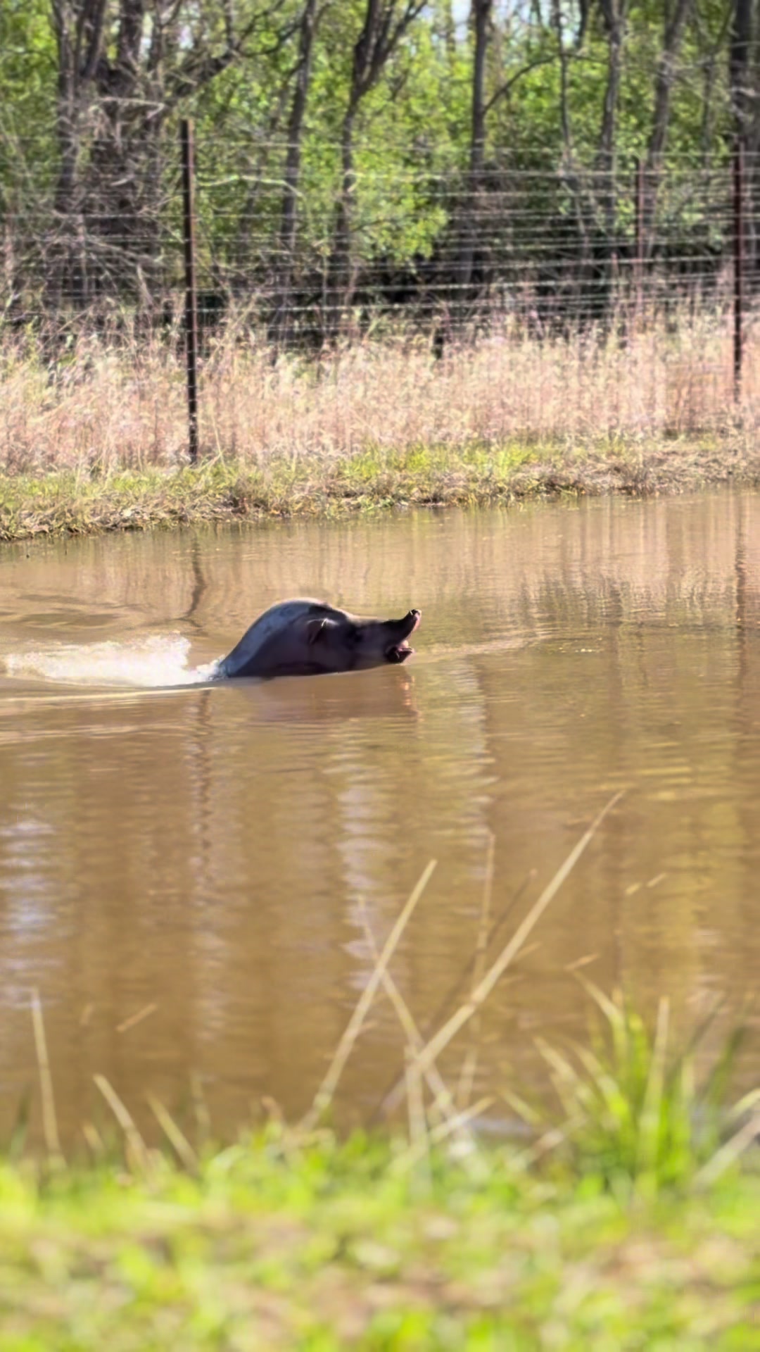@Shamba Safari