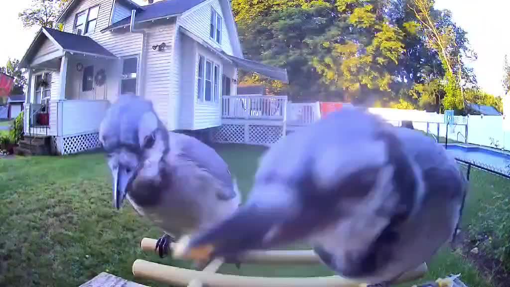 @OnlyBirds518