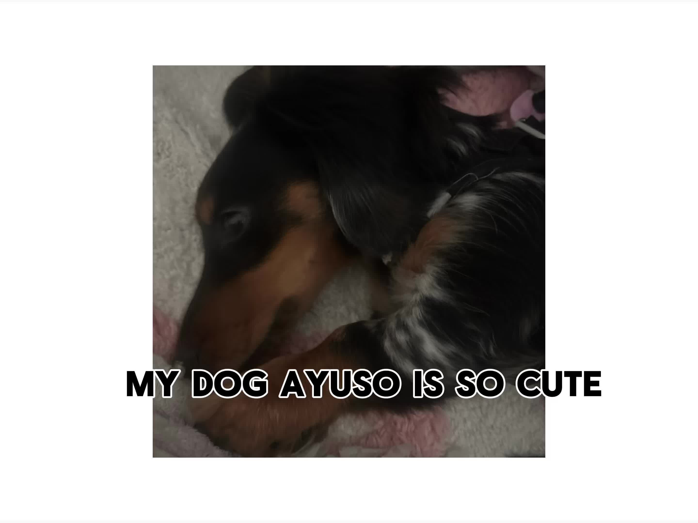 @WorstAyuso