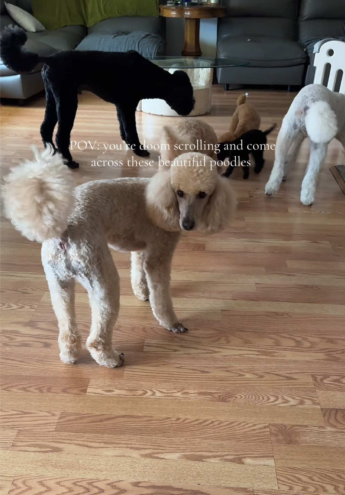 @packwalkdiaries