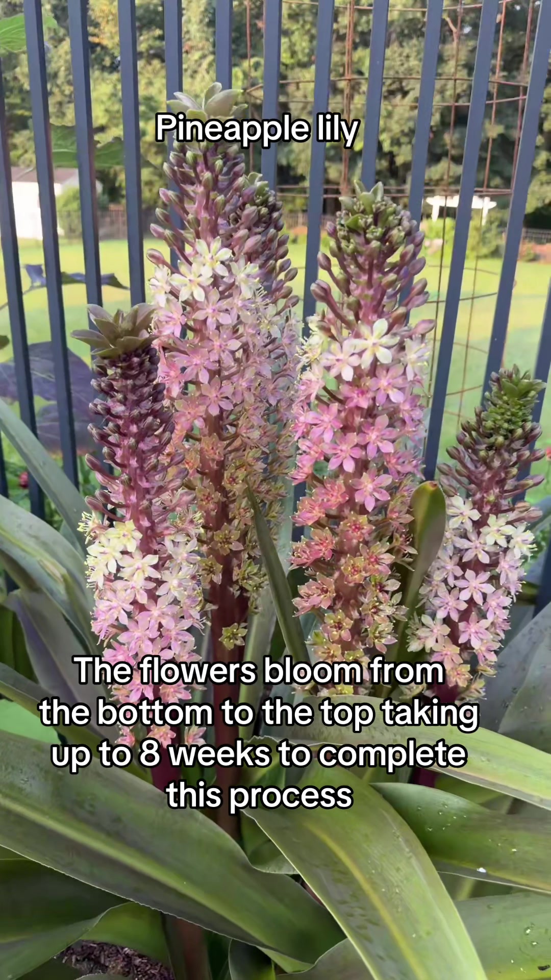 @beachflowersbake