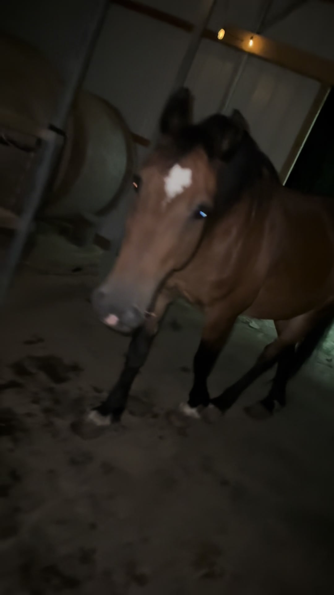 @NWPA Equine Sanctuary