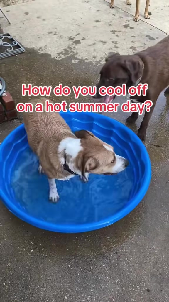 @MrAnimalRescuer