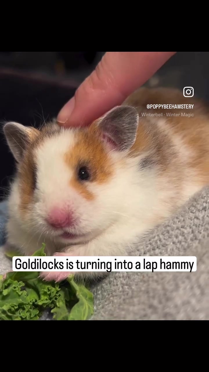 @Poppy Bee Hamstery