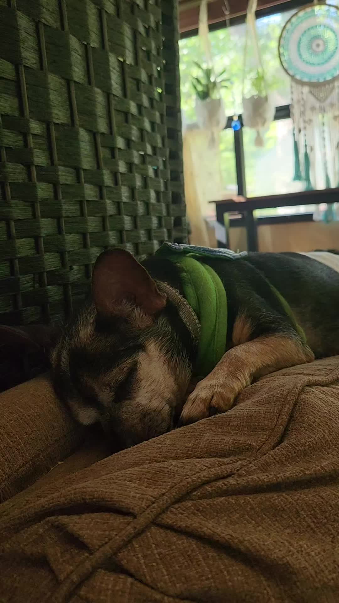 @willie_the_grumpydog