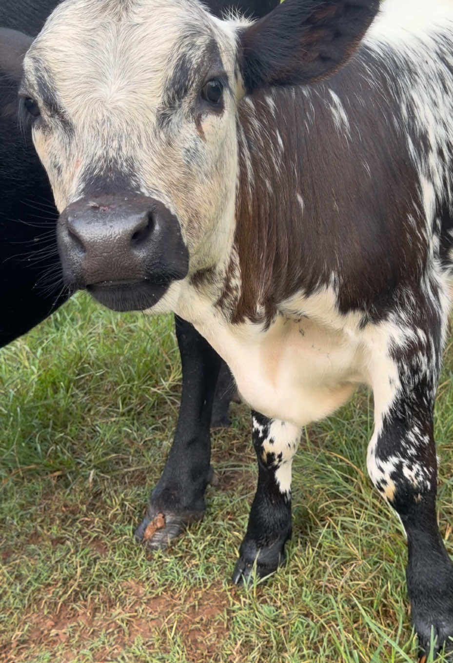 @Georgia Farm Girl