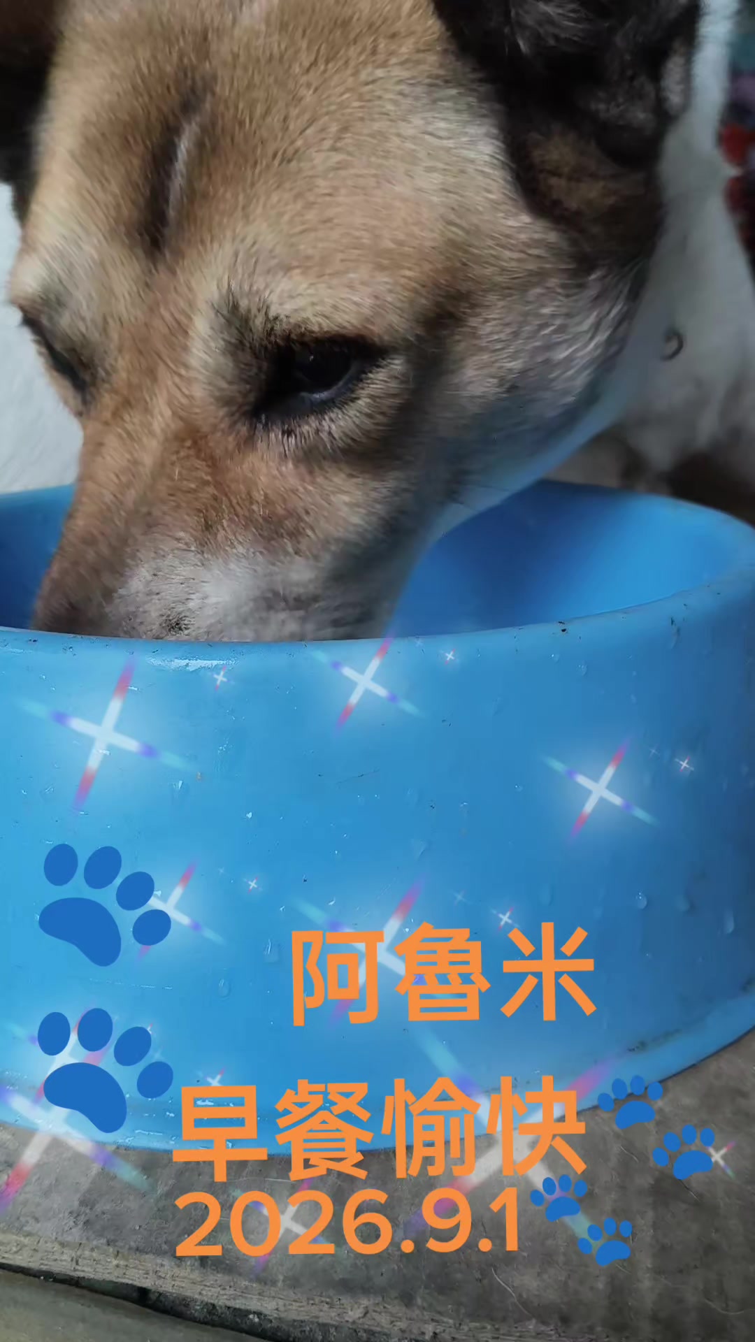 @大珍寶🥕