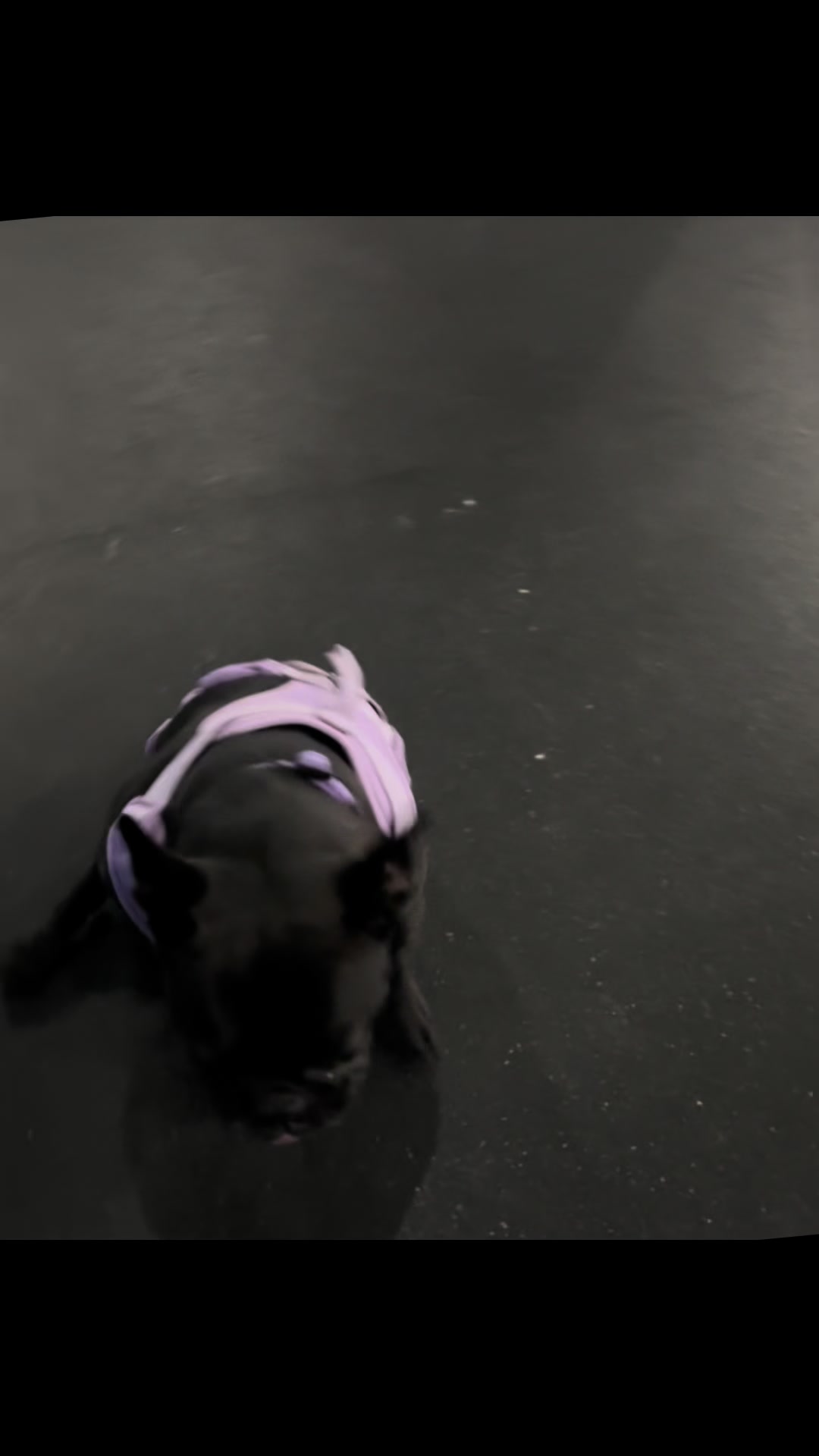 @dogmom76