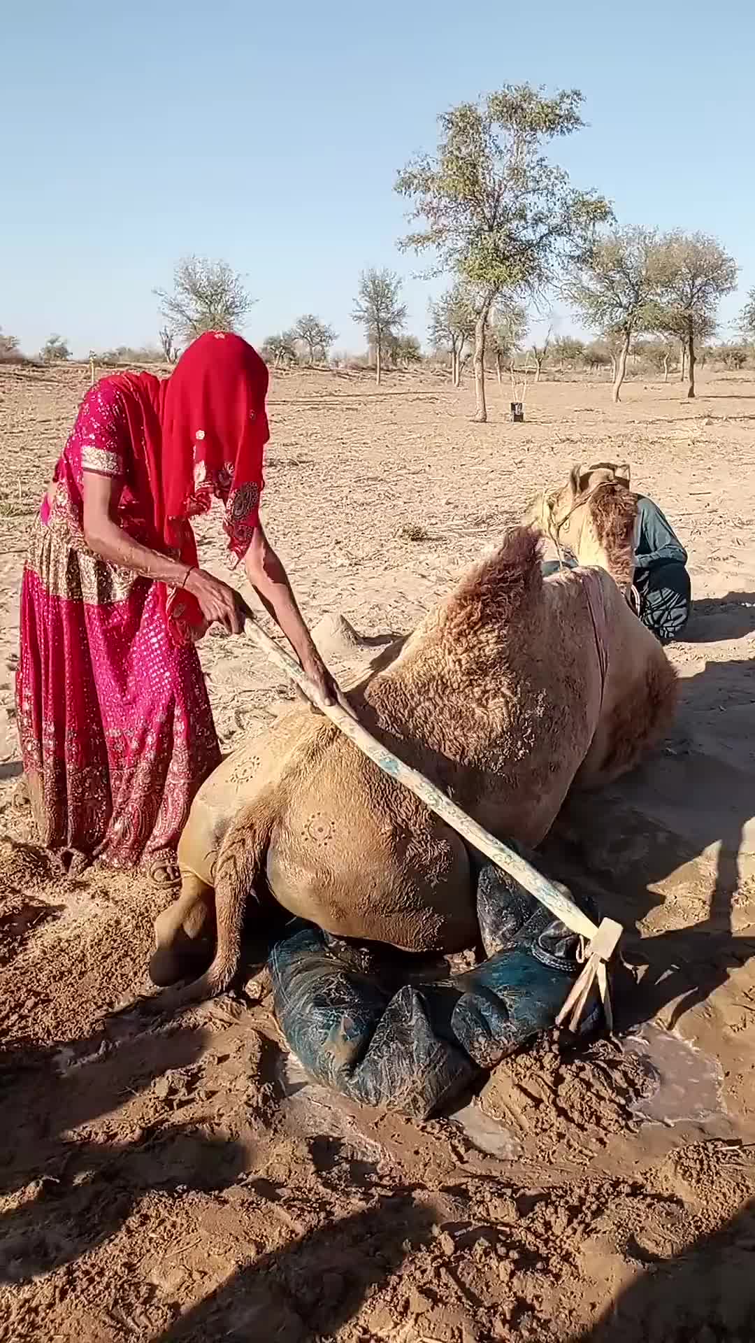 @Sakina 🐪