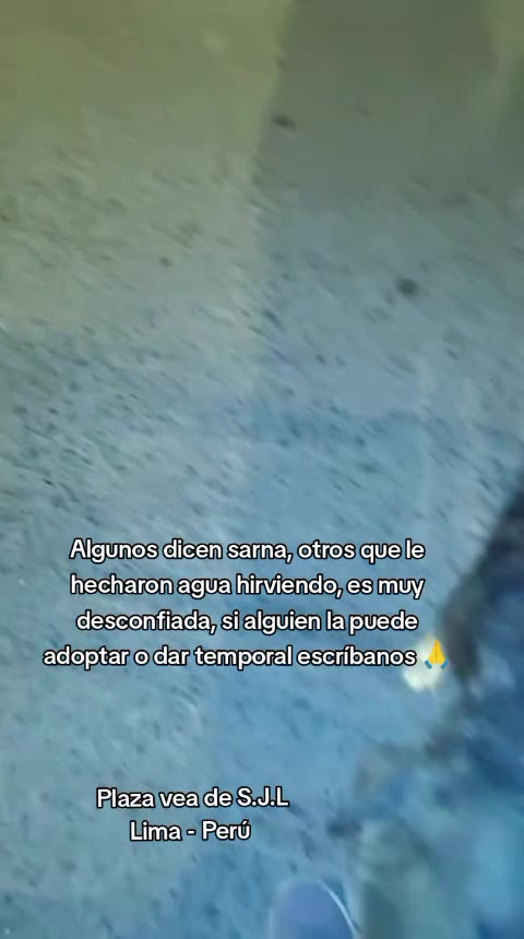 @Asociaci&oacute;n T.Perrunas🐕🐈🇵🇪