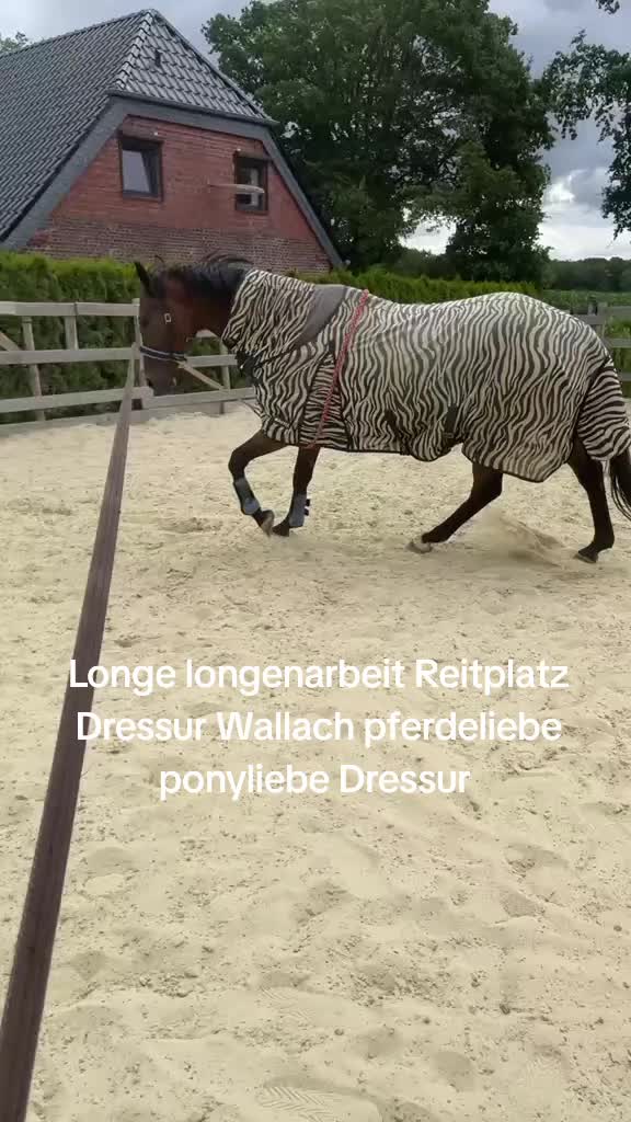 @Steffis_horse_world