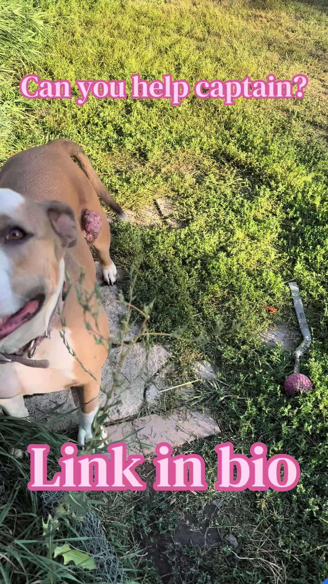 @Derpydogbus