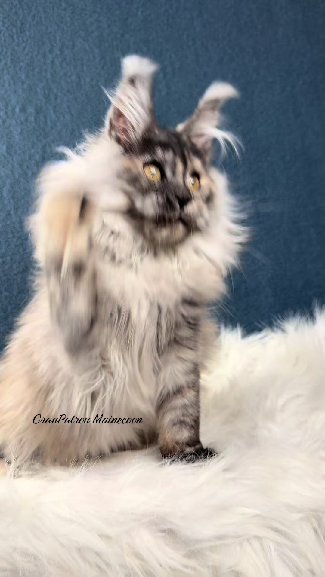 @Maine coon kitten