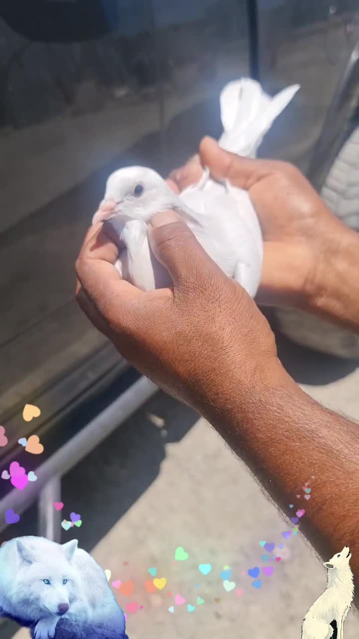 @Rana Sufi