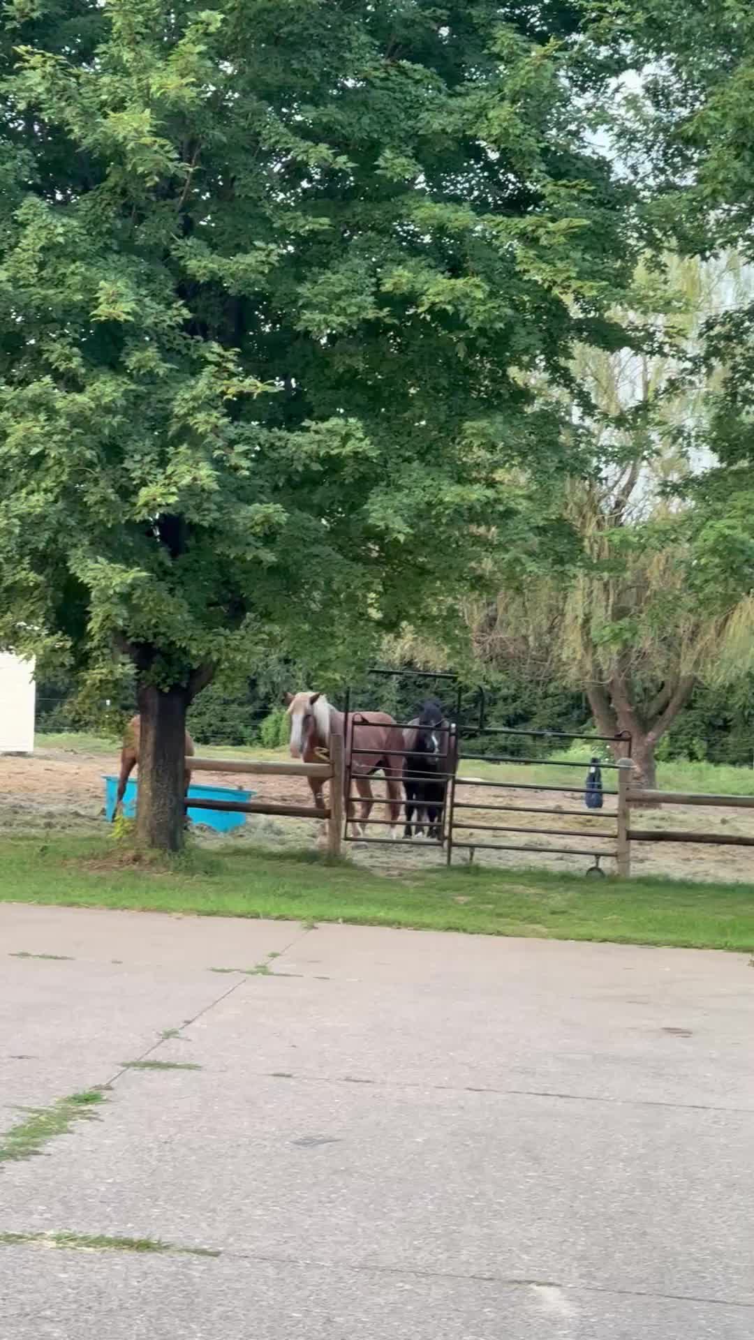 @Safe Place Pastures, Inc.