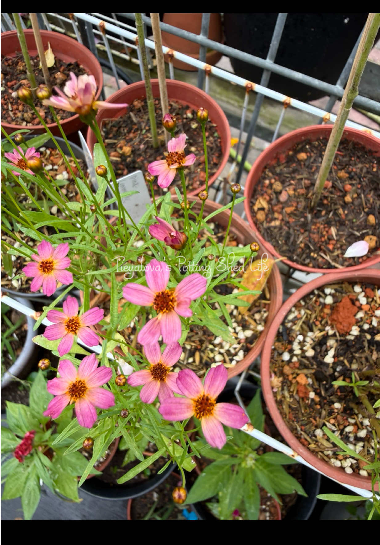 @Tieyalova’s Potting Shed