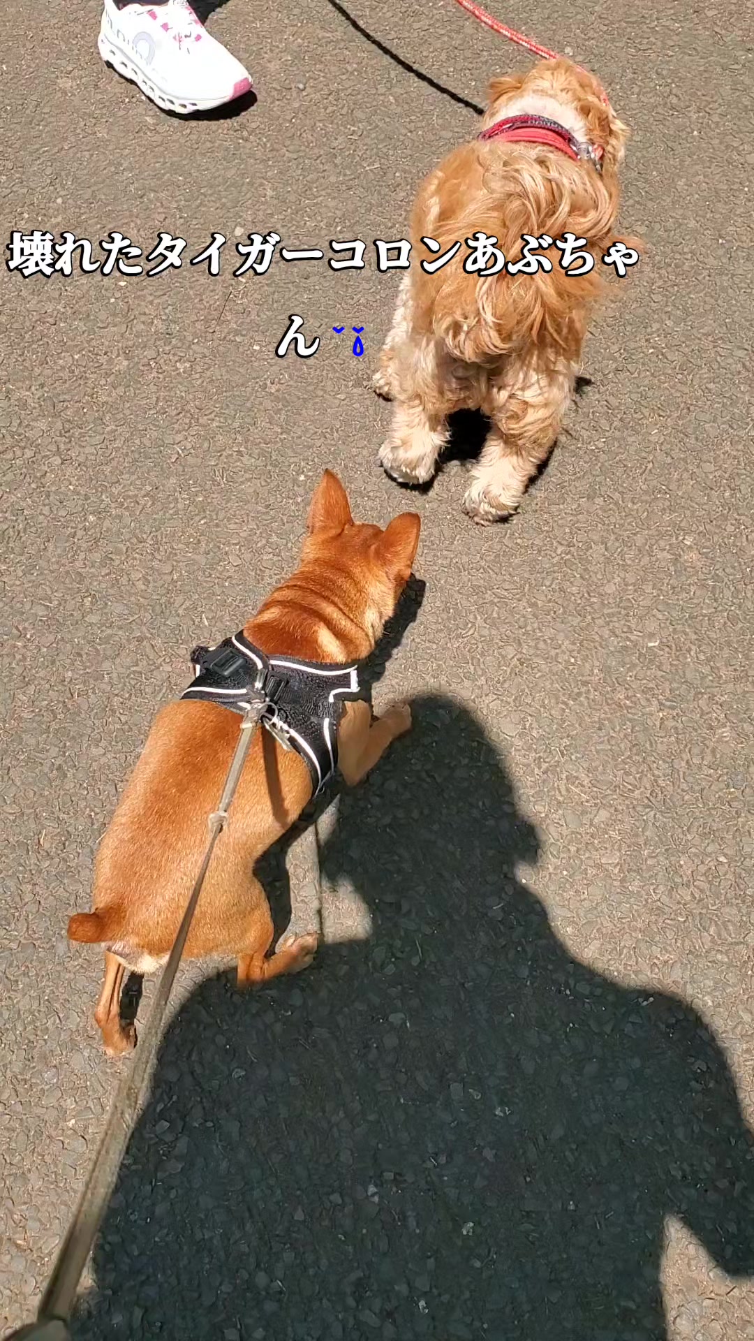 @タイガーコロンあぶちゃん