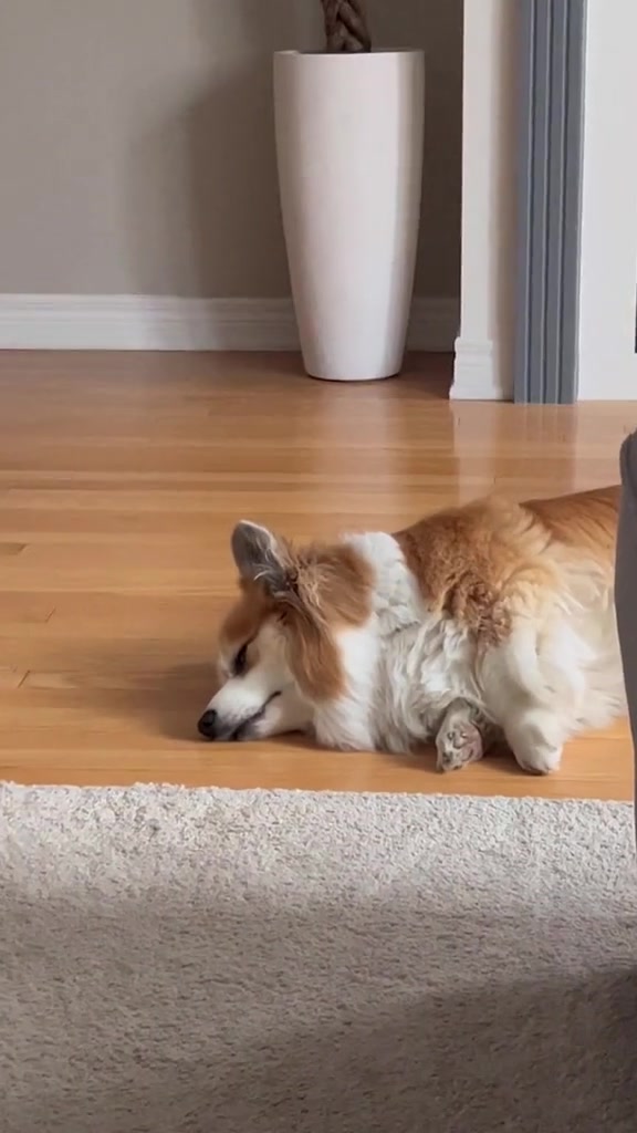 @hudsonthefluffycorgi
