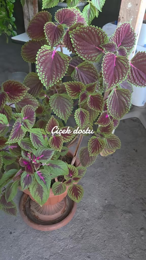@💧Çiçek dostu 🇹🇷💧