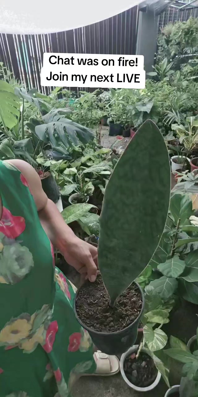 @mhie_nie gorgeous plantita