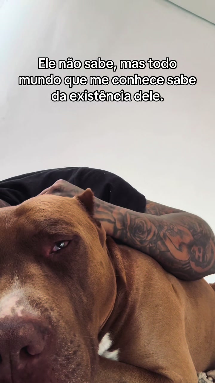 @PITBULL PLANET