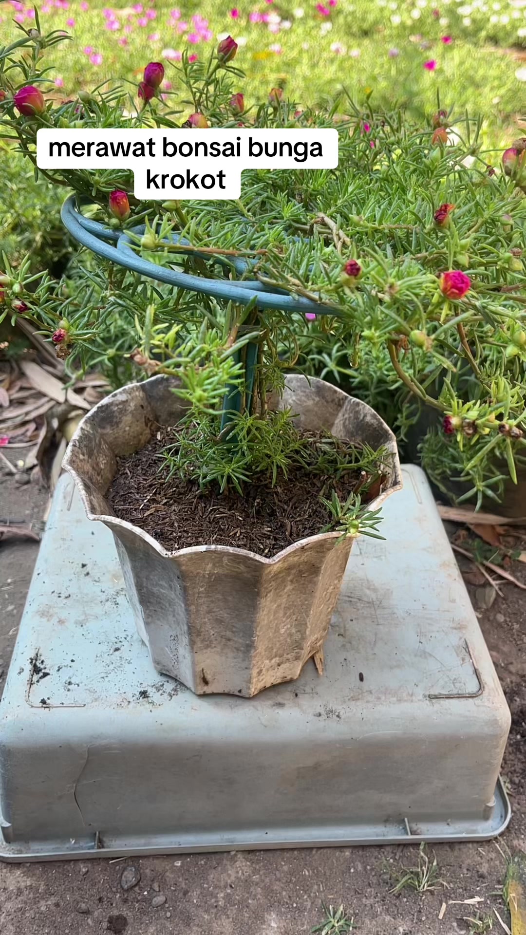 @Xeema_Nursery
