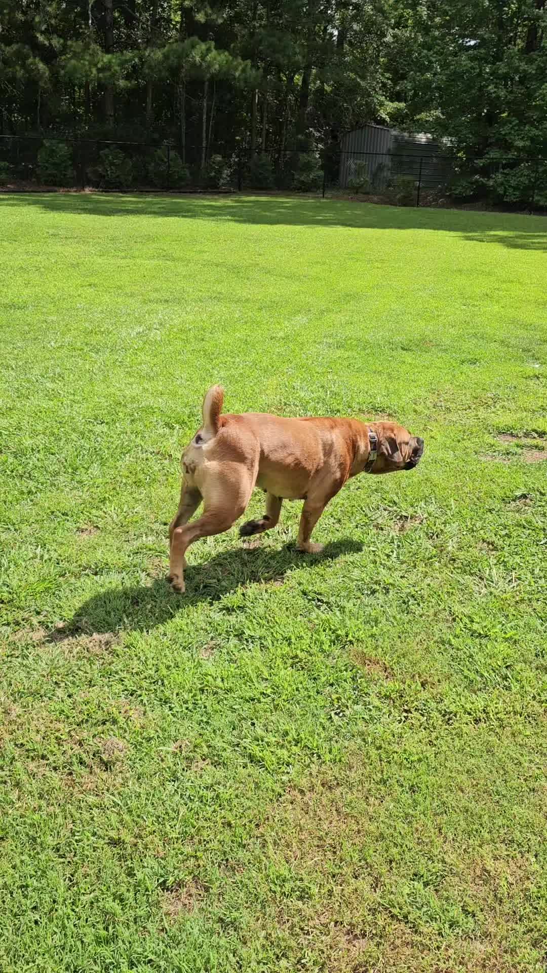 @Southern Shade Boerboels
