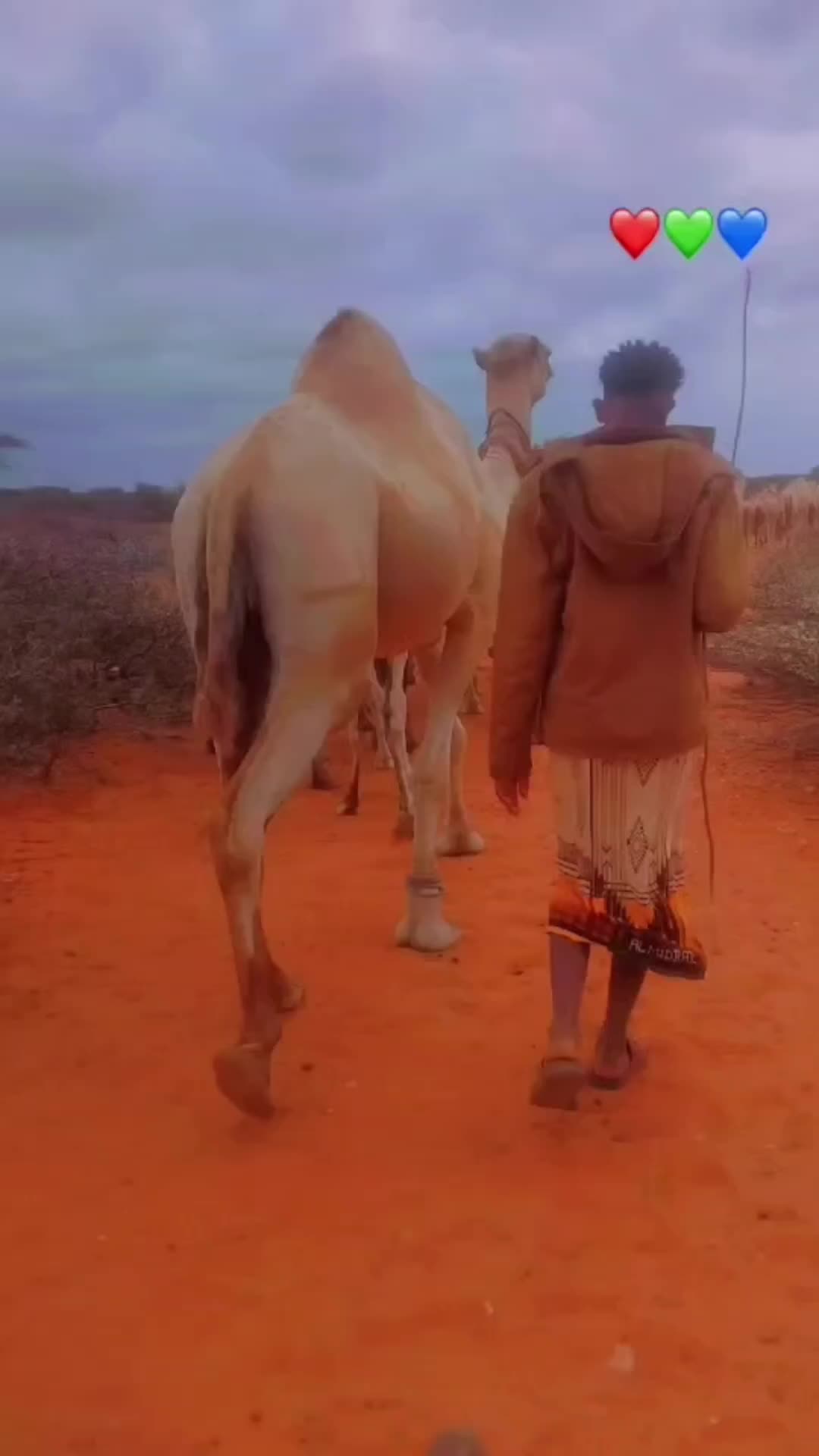 @GEel jire❤️🐪