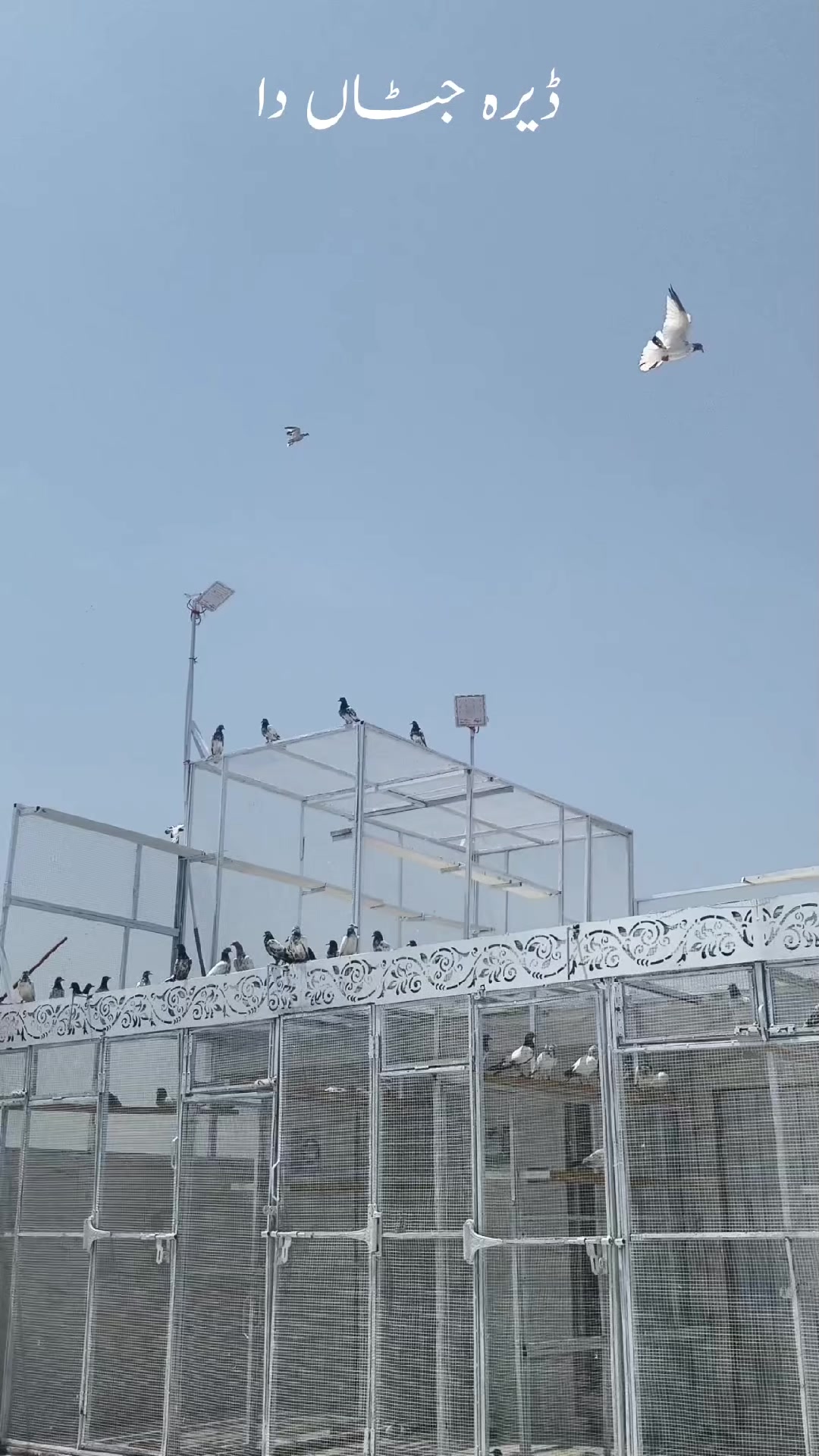 @ڈیرہ جٹاں دا