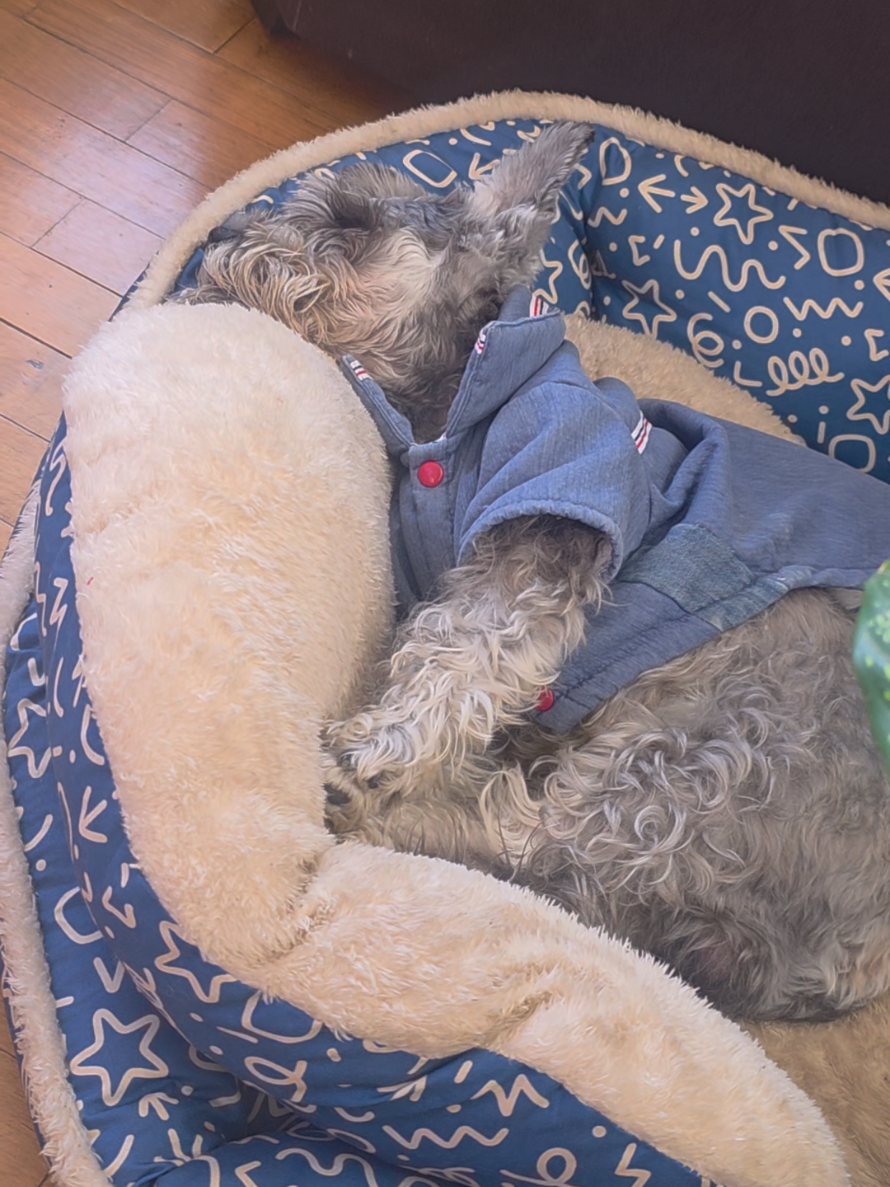 @Forest🐶.schnauzer